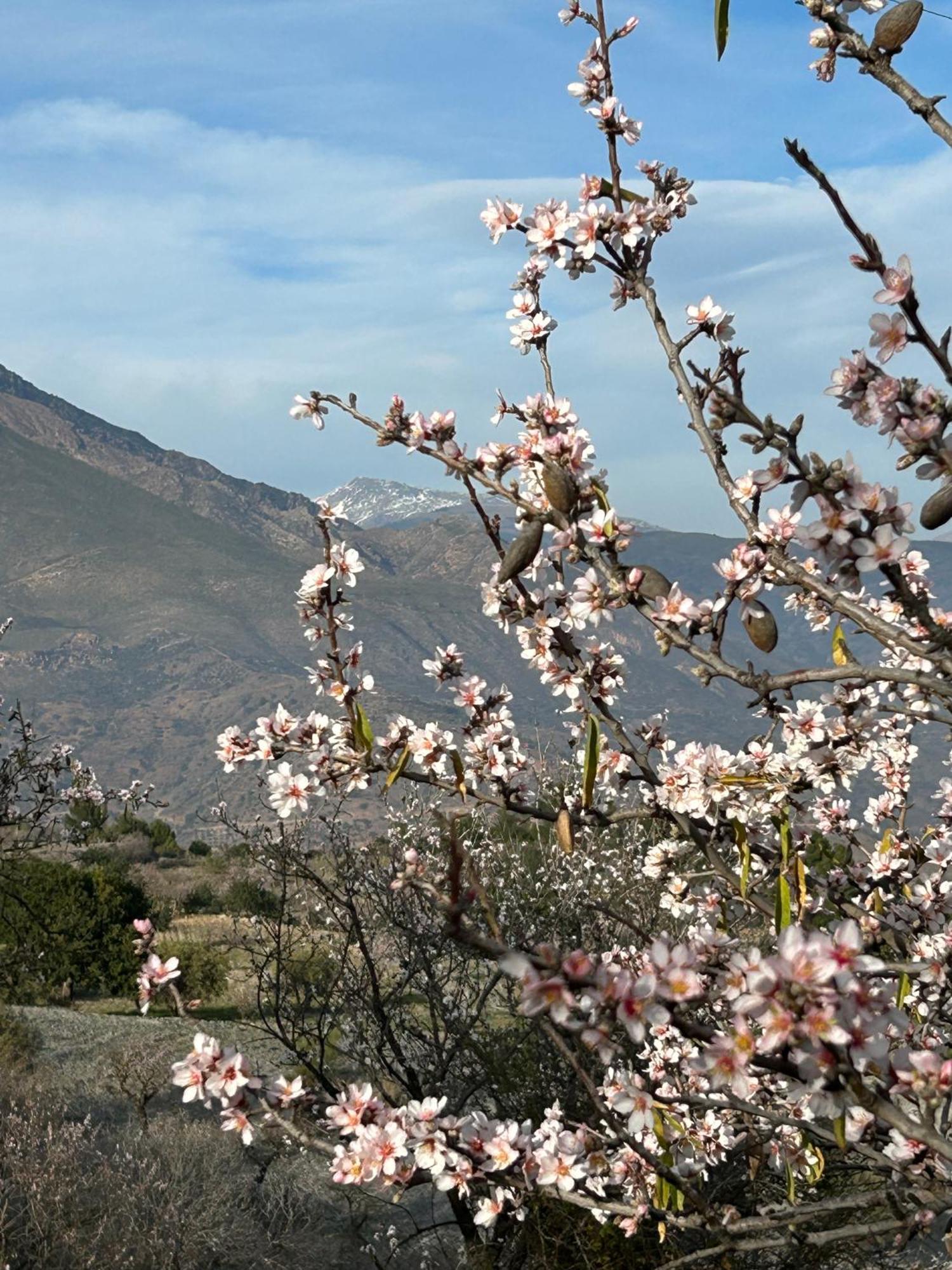 Cortijo Vacas Gordas B&B Кастель-де-Ферро Экстерьер фото